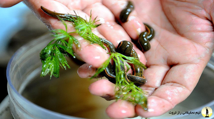 زالو درمانی چیست