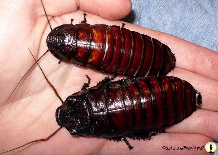 عجیب ترین شغل های دنیا