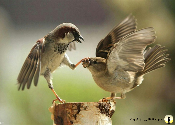 ویژگی های افراد بازنده